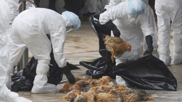 Cormoran găsit mort în Portul Constanța, CONFIRMAT cu gripă aviară!